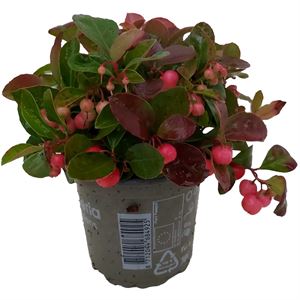 Bild von Gaultheria P10.5 procumbens "Winter pearls" (rode bessen)